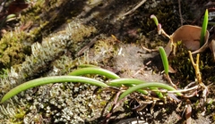Dendrobium striolatum