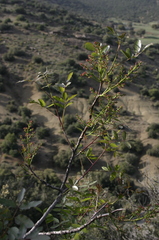 Pistacia terebinthus