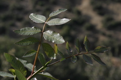 Pistacia terebinthus
