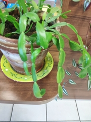 Schlumbergera truncata