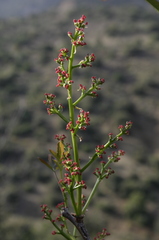 Pistacia terebinthus