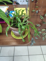 Schlumbergera truncata