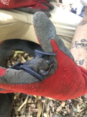 Nyctophilus geoffroyi