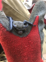 Nyctophilus geoffroyi