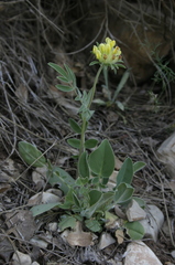 Anthyllis vulneraria