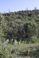 Asphodeline lutea