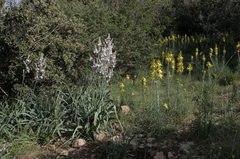 Asphodeline lutea
