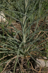 Asphodeline lutea