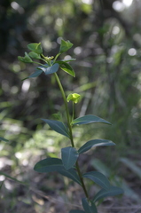 Euphorbia