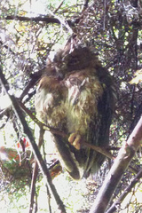 Otus rutilus rutilus