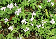 Cardamine quinquefolia