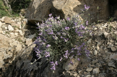 Erinacea anthyllis