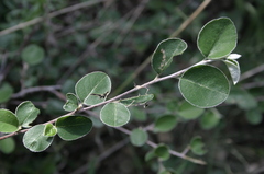Cotoneaster granatensis