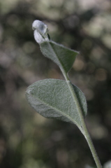 Cotoneaster granatensis