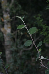 Cotoneaster granatensis