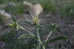 Centaurea