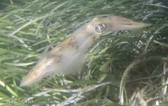 Sepioteuthis australis