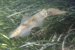 Sepioteuthis australis