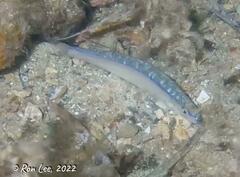 Spratelloides robustus