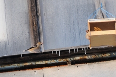 Coccothraustes coccothraustes