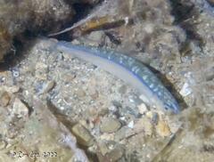 Spratelloides robustus