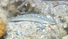 Spratelloides robustus