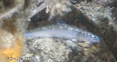 Spratelloides robustus