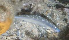 Spratelloides robustus