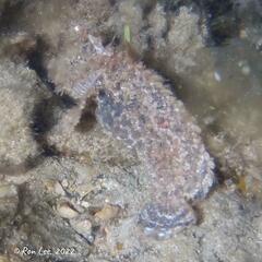 Aploactisoma milesii