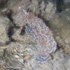 Aploactisoma milesii