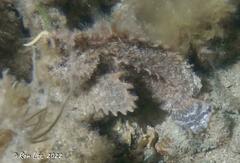 Aploactisoma milesii