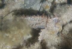 Aploactisoma milesii