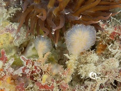 Aplidium punctum