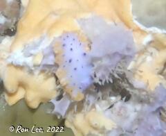 Mexichromis macropus