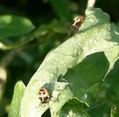 Eurydema