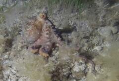 Macroctopus maorum