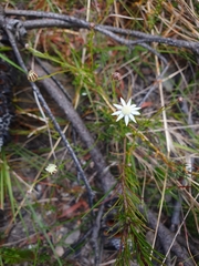 Actinotus minor