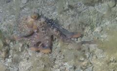Macroctopus maorum