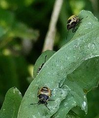 Eurydema