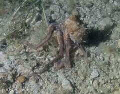 Macroctopus maorum