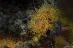 Tubastraea coccinea