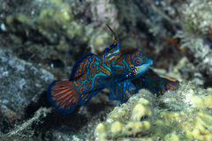 Synchiropus splendidus