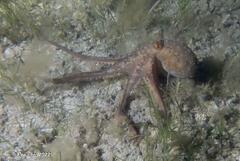 Macroctopus maorum
