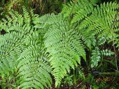 Dryopteris inaequalis