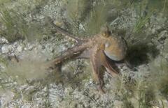 Macroctopus maorum