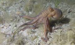 Macroctopus maorum