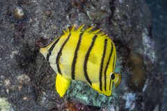 Chaetodon octofasciatus