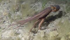 Macroctopus maorum