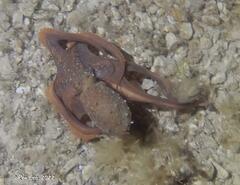 Macroctopus maorum