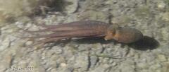 Macroctopus maorum